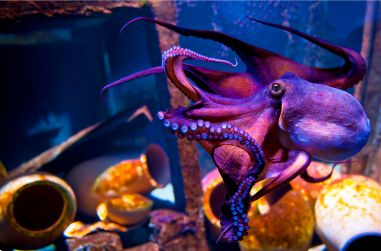 ajp linkedin web image 408x260 titlehere 2 v5