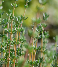 About thyme - New Plant Variety Rights Act blooms in New Zealand