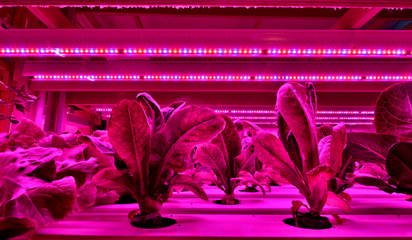 Indoor farming thumbnail