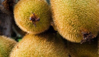 Kiwifruit.thumbnailjpg