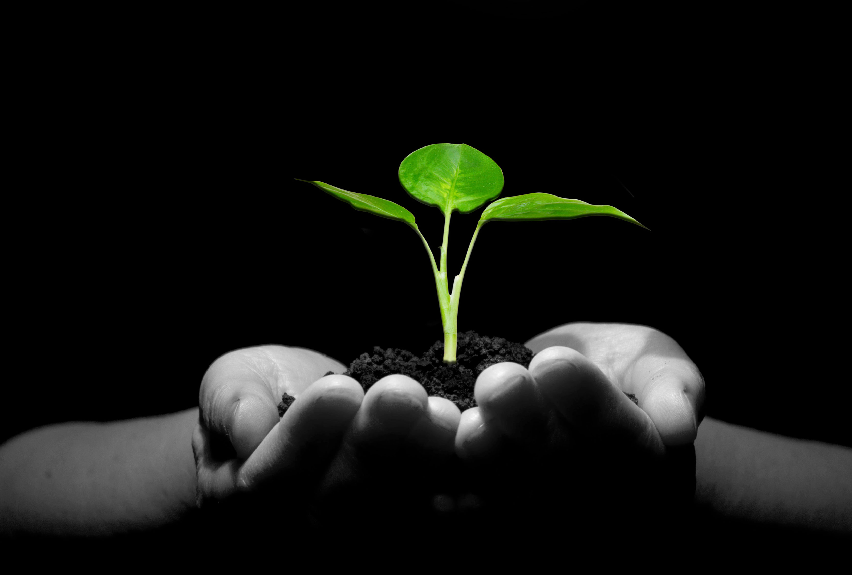 Plant 8 11.jpg thumbnail