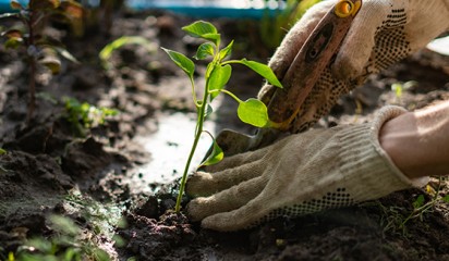 Planting thumbnail